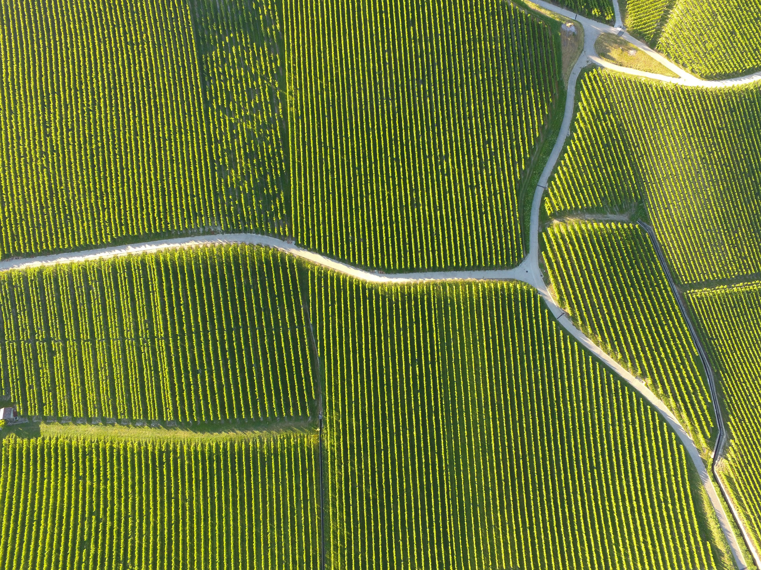 Vignes du Lavaux, Suisse